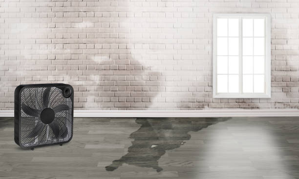 Best Carpet water damage restoration  in Los Chaves, NM